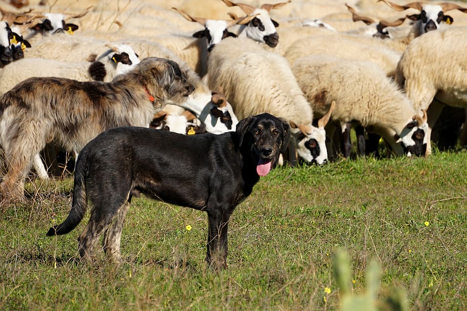 dog, sheep dog, sheep breeding, pasture, sheepskin, flock of sheep, HD wallpaper
