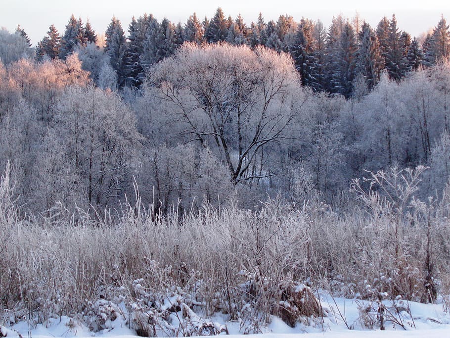 winter, forest, nature, trees, snow, landscape, the picturesque HD wallpaper