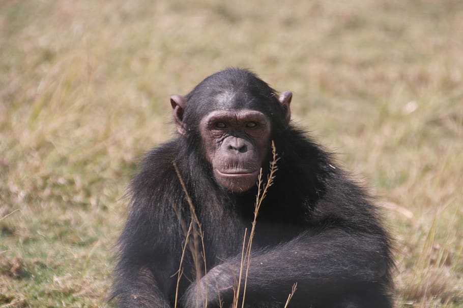 chimpanzee, eden, jane, goodall, monkey, watching, africa, rescue