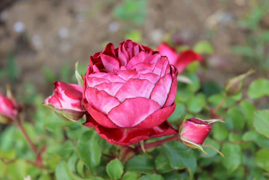 rose, flowers, flora, beauty in nature, plant, flowering plant HD wallpaper