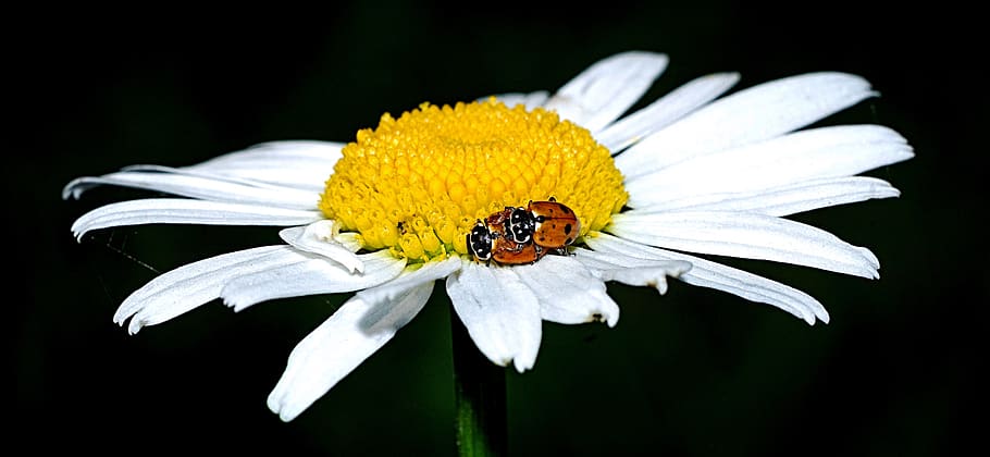 ladybug, marguerite, beetle, macro, insect, flower, pairing HD wallpaper