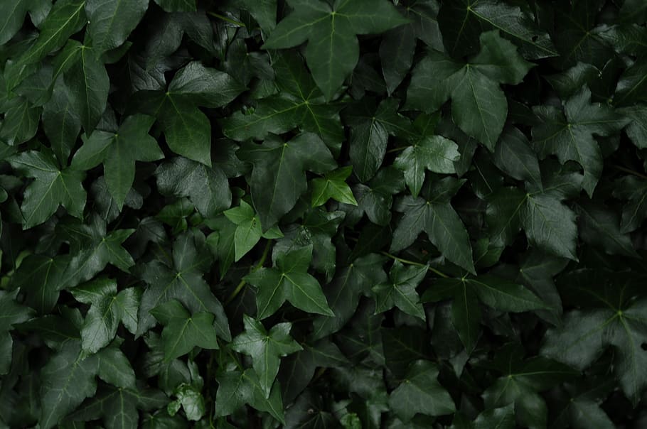 ireland, cork, fitzgerald's park, patterns, ivy, green, leaves, HD wallpaper