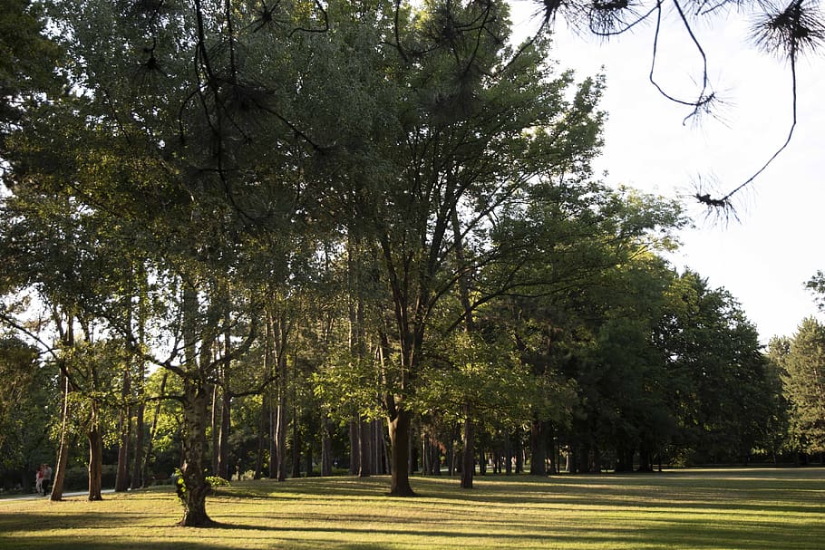 park, nature, nopeople, tree, grass, wood, plant, green color HD wallpaper