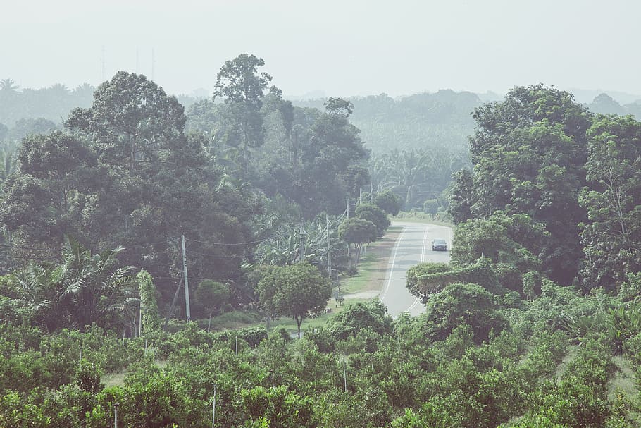 tree, forest, mountain, hill, jungle, vegetation, rainforest HD wallpaper