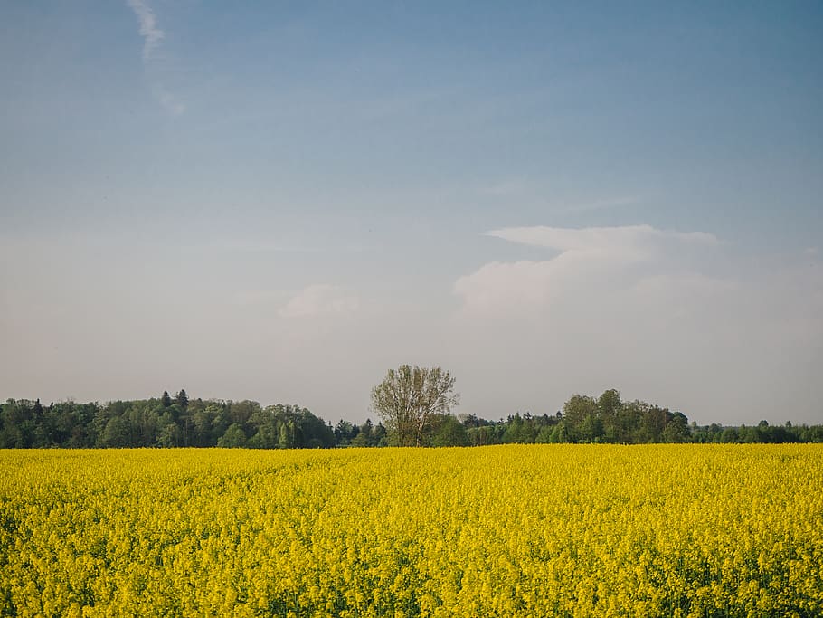 yellow, fields, poland, trees, forest, sky, rape, rapeseed HD wallpaper