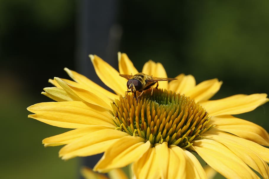 bee, coneflower, blossom, bloom, flower garden, insect, summer HD wallpaper