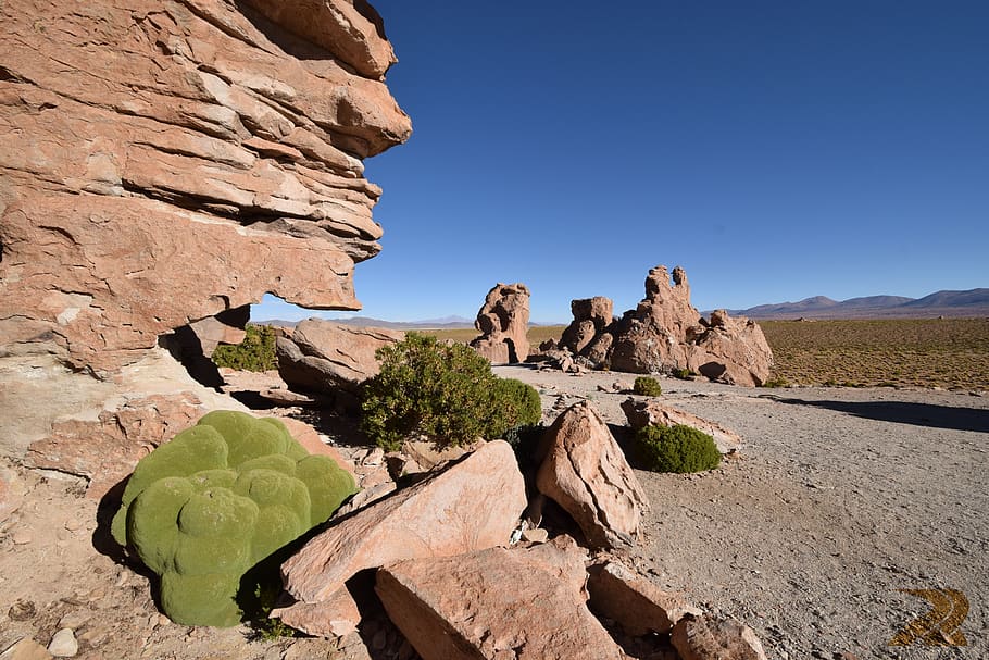 bolivia, nature, desert, valle de las rocas, yareta, uyuni