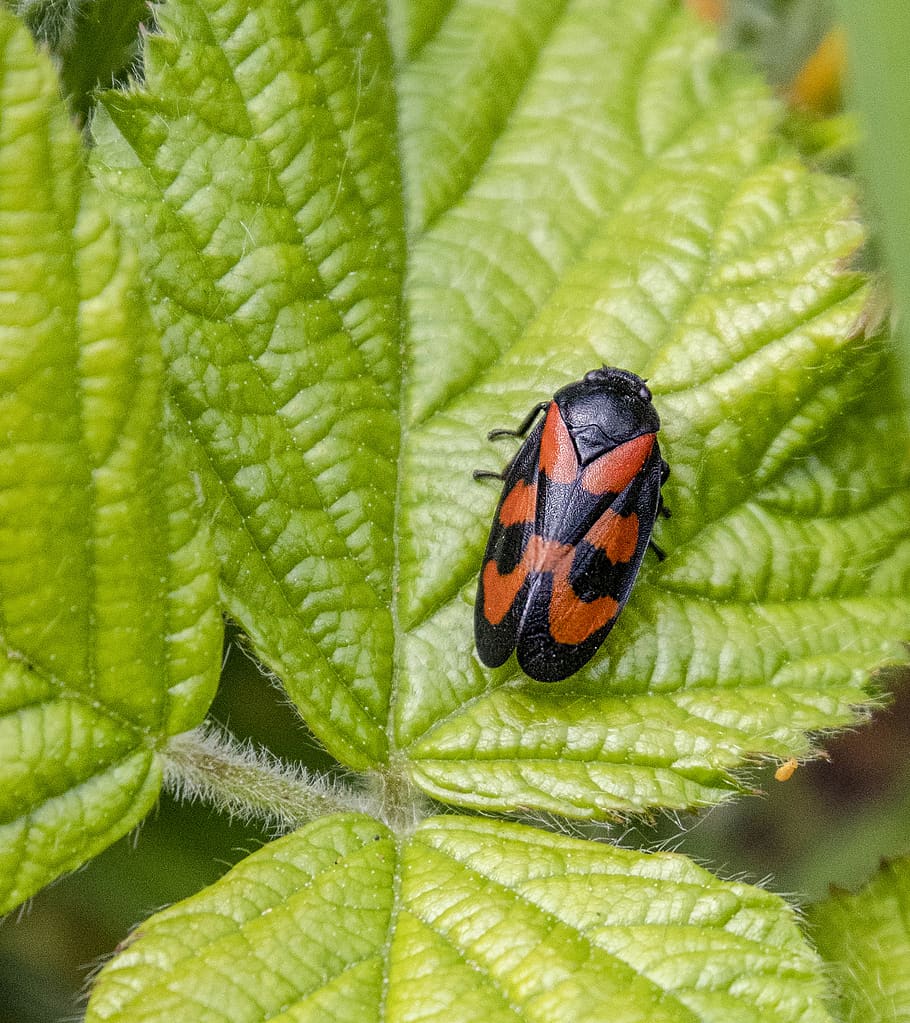 bug, insect, nature, wildlife, summer, beetle, small, leaf HD wallpaper