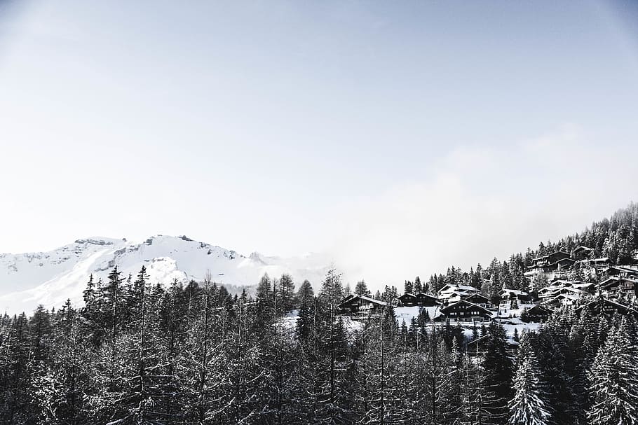 snow covered pine trees during daytime, plant, fir, abies, switzerland HD wallpaper