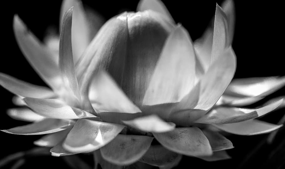 flower, bandw, macro, flowering plant, vulnerability, beauty in nature HD wallpaper