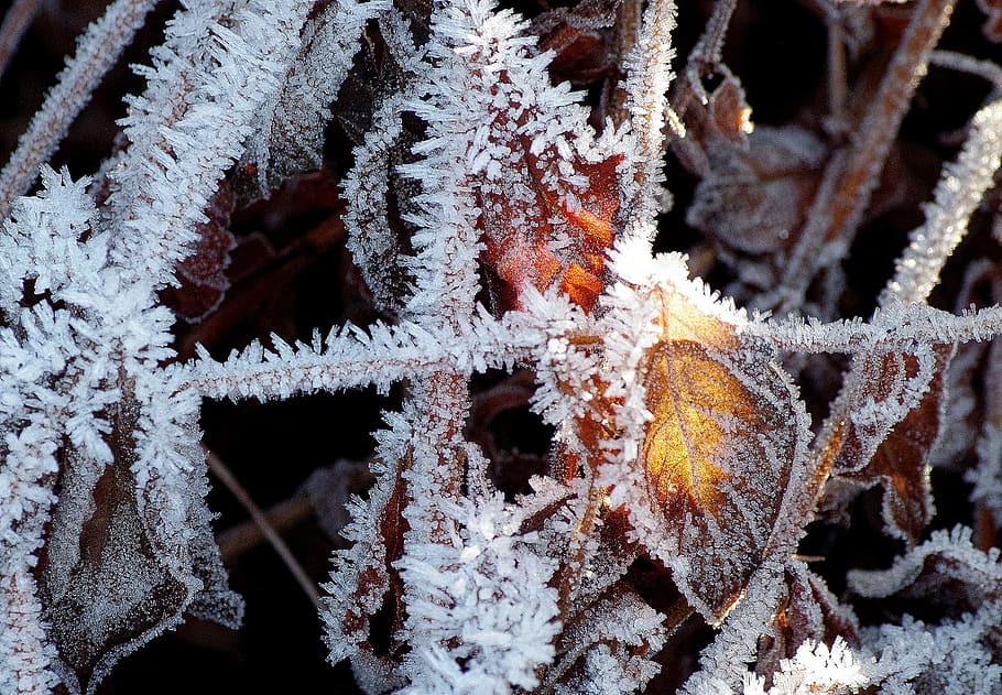 hoarfrost, cold, winter, sun, ice, eiskristalle, winter magic HD wallpaper