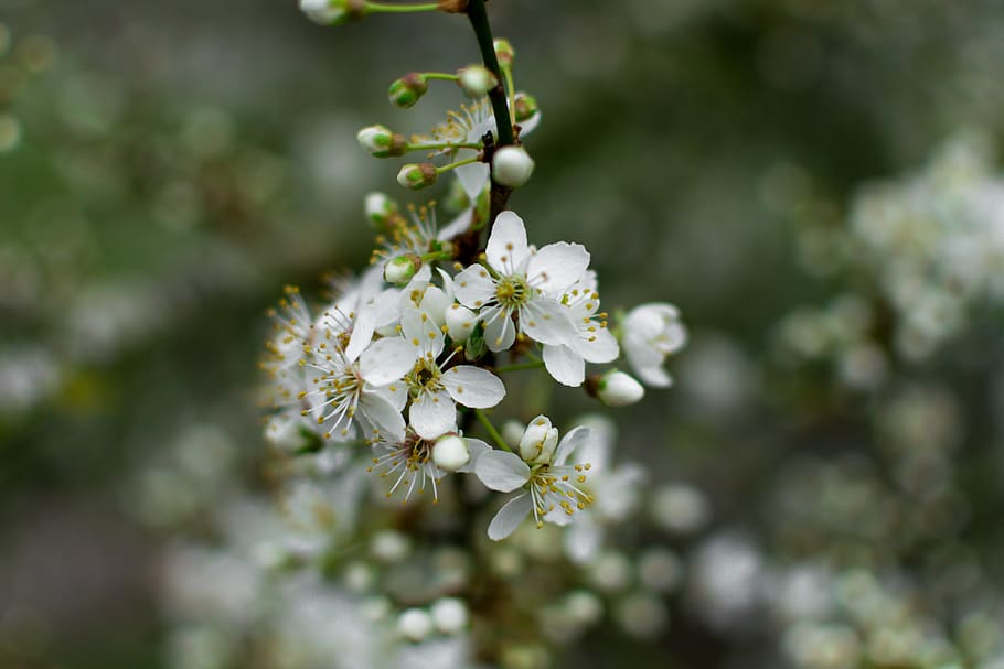 white flowers, plant, pollen, blossom, petal, apiaceae, geranium HD wallpaper