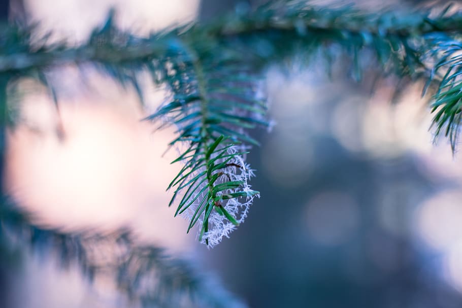 green, leaf, plant, nature, blur, selective focus, close-up HD wallpaper