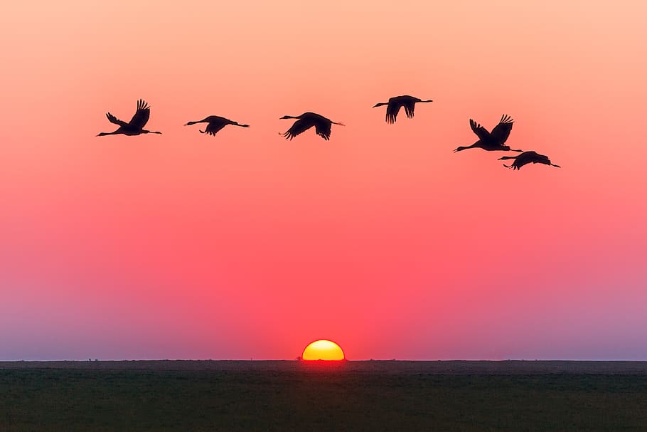 Birds Flying Over Body Of Water During Golden Hour, animals, backlit