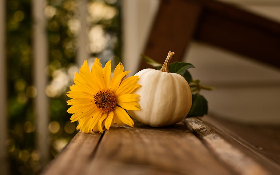daisy flower beside pumpkin, sunflower, plant, blossom, flora HD wallpaper
