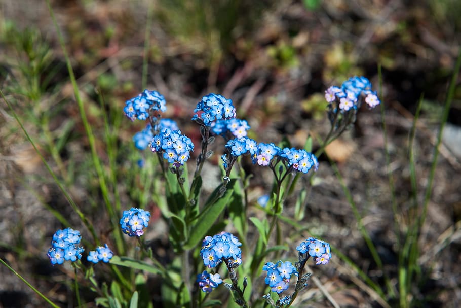 spring, flower, flowers, background, focus, closeup, outdoor HD wallpaper