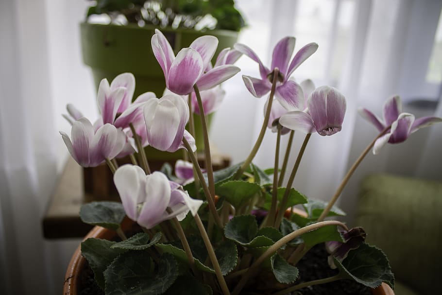 flower, flowers, lilacs, violets, flowerpot, plant, flora, nature HD wallpaper