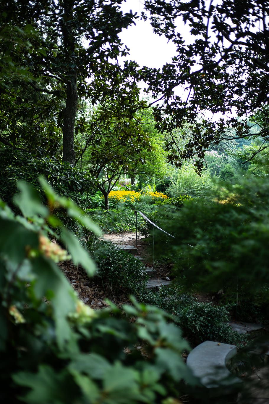 plant, tree, growth, nature, no people, green color, selective focus HD wallpaper