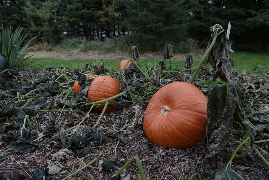 pumpkin, patch, autumn, fall, orange, field, harvest, countryside HD wallpaper