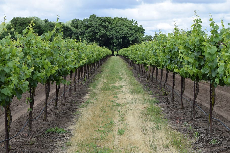 winery, grapevines, plant, growth, agriculture, land, field HD wallpaper