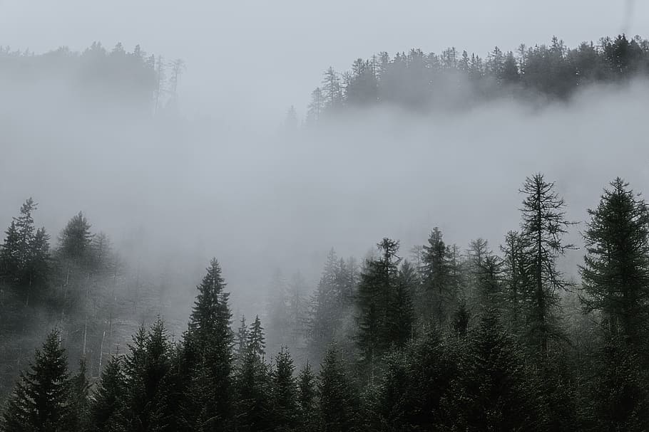 Trees Surrounded by Fogs in the Forest, cold, conifer, desktop wallpaper, HD wallpaper