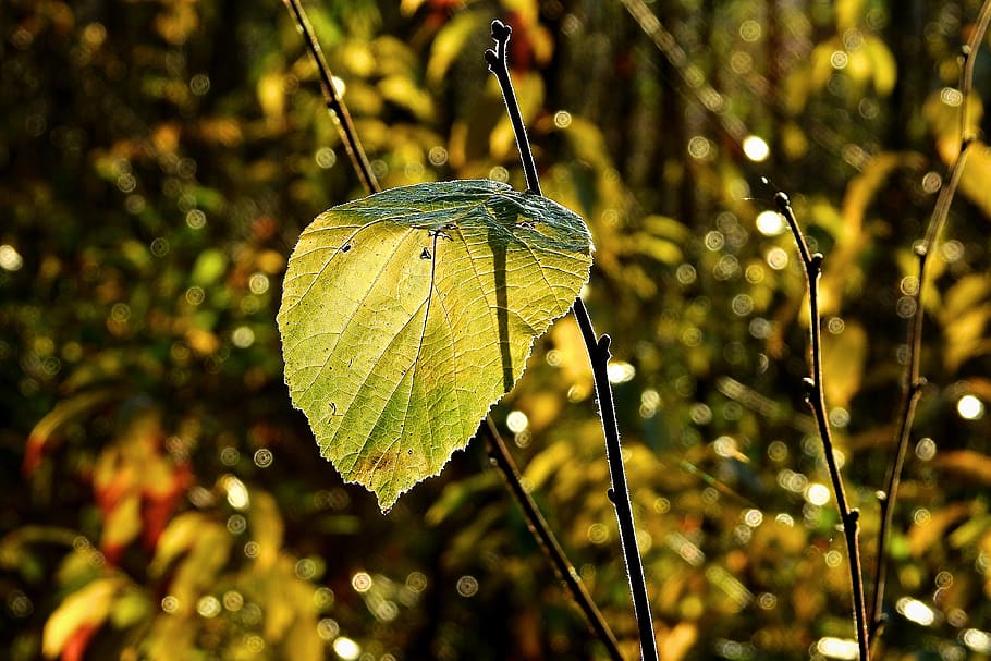 leaf, autumn, light, plant, close-up, focus on foreground, plant part HD wallpaper