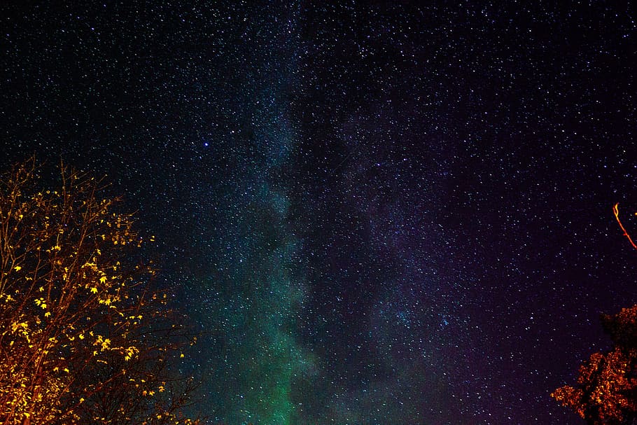 sky, star, tree, outdoors, long exposure, nature, wildlife HD wallpaper