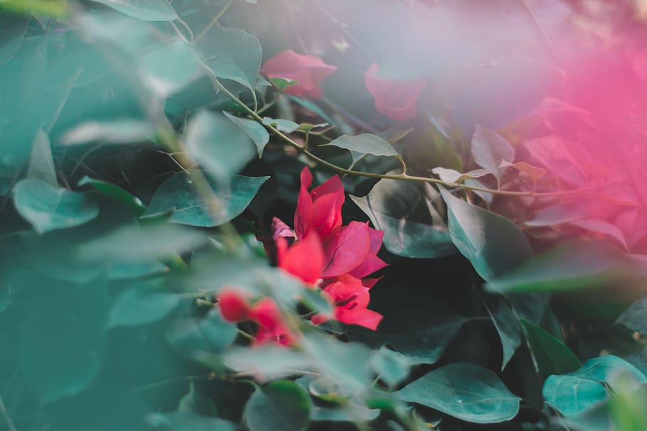 plants, leaves, leaf, greenery, beautiful flowers, pink, dark leaves HD wallpaper
