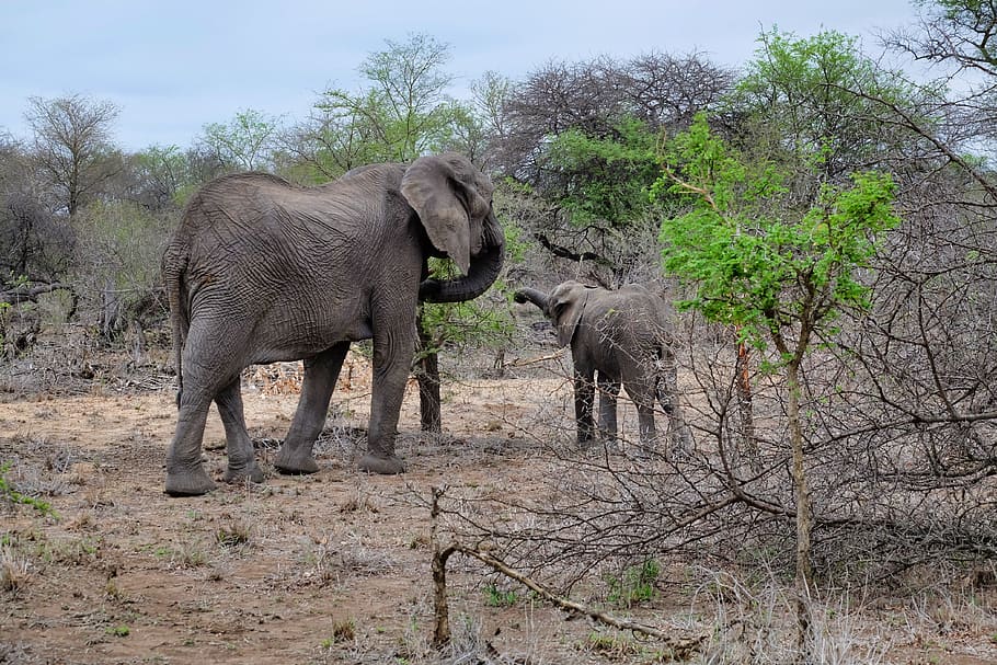 Elephant on field during daytime, tree, animal wildlife, animal themes HD wallpaper