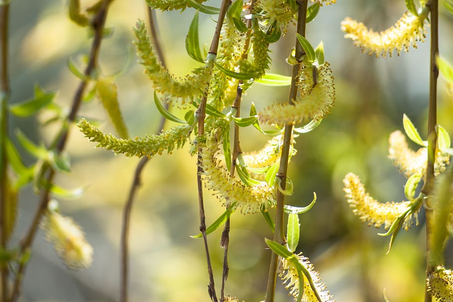 spring, nature, plant, close up, blossom, bloom, spring flower HD wallpaper