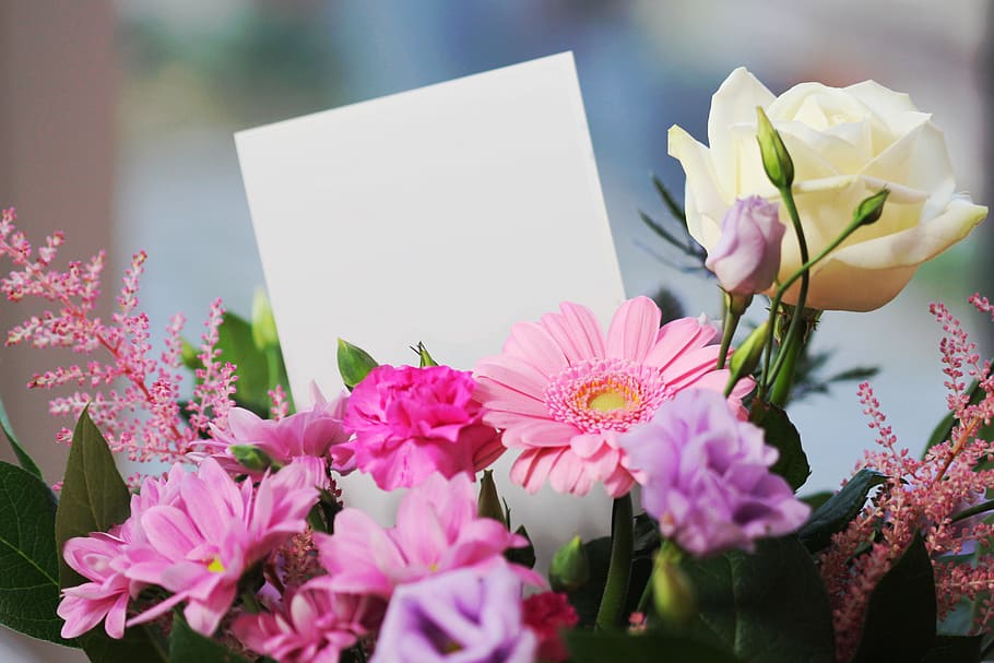 White Rose and Pink Daisy, beautiful, blank, bloom, blooming HD wallpaper