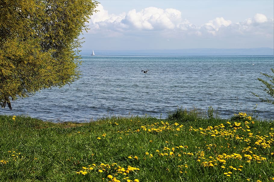 spring, lake, grass, dandelion, flowering, beach, tree, nature HD wallpaper