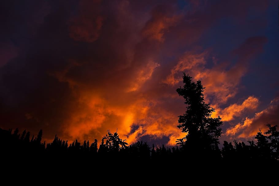 sunset, evening, nature, landscape, dark, tree, cloud - sky HD wallpaper