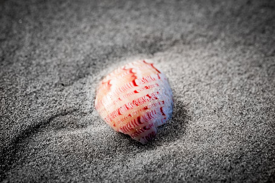 seashell on gray sand, invertebrate, animal, sea life, australia HD wallpaper