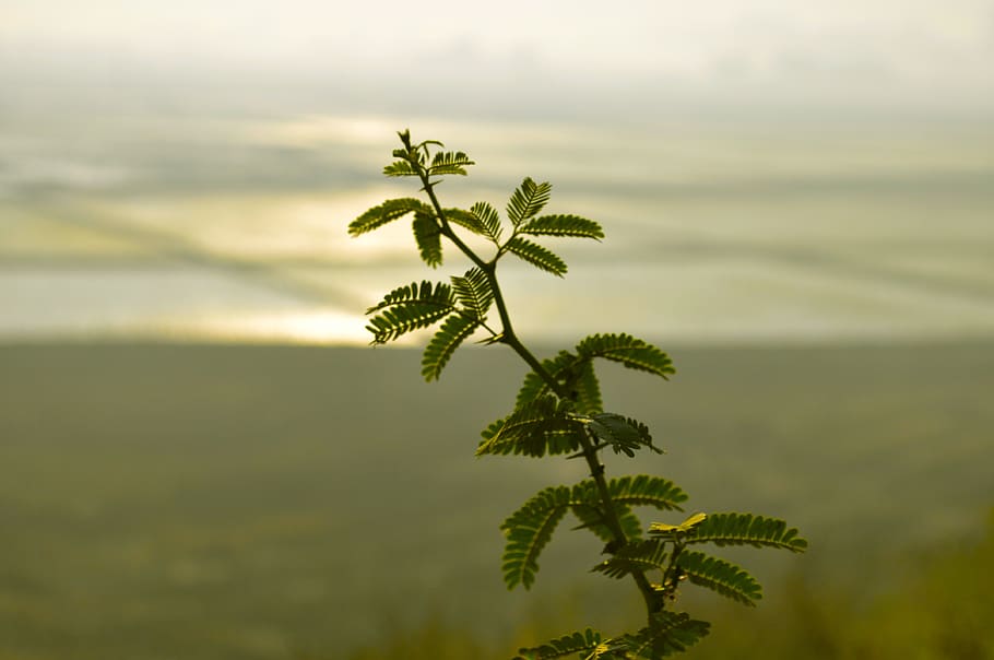 india, hyderabad, farm, fields, sunrise, plant, growth, beauty in nature HD wallpaper