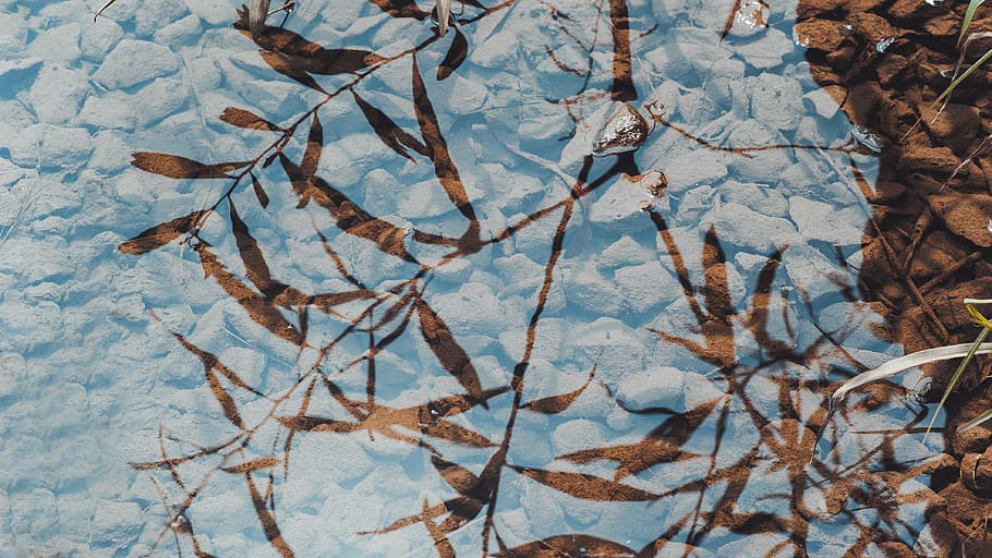 Reflection of Plants on Clear Water, branches, environment, nature HD wallpaper