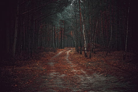 forest, the path, way, tree, spacer, foliage, nature, landscape HD wallpaper