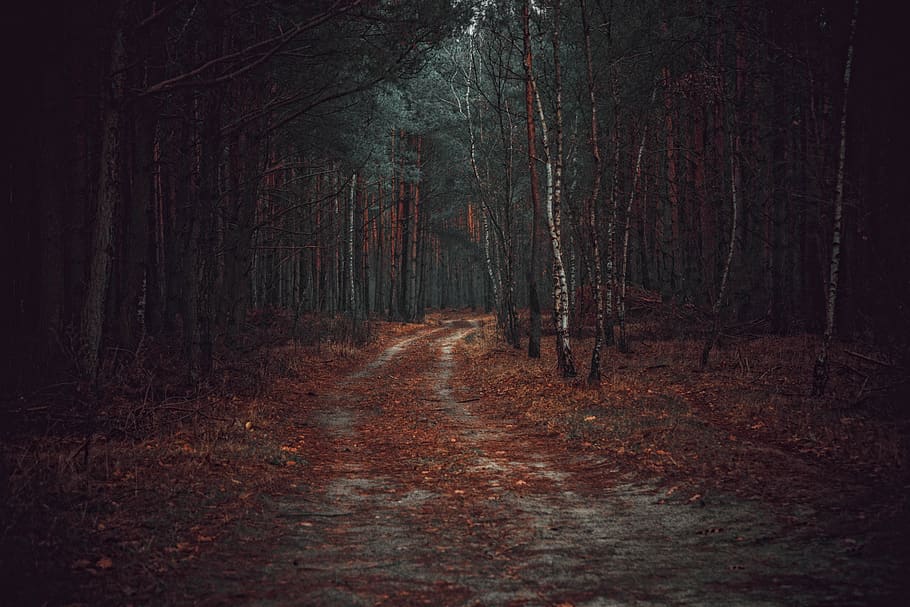 forest, the path, way, tree, spacer, foliage, nature, landscape HD wallpaper