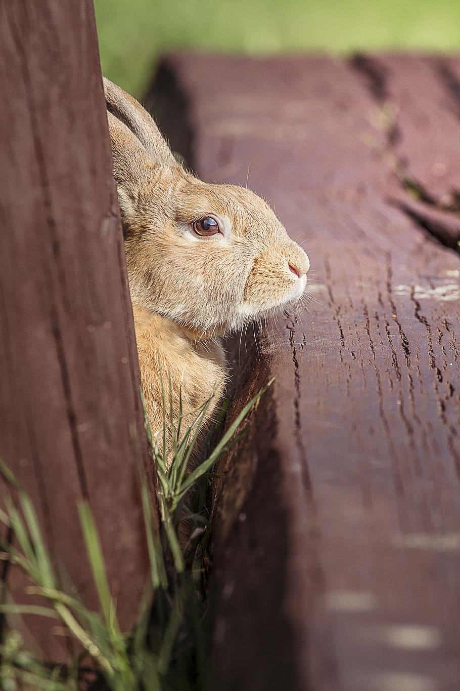 rabbit, ears, footbridge, nature, animal themes, one animal HD wallpaper