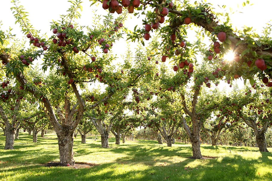 canada, kelowna, apples, sunny, orchard, grass, green, okanagan, HD wallpaper