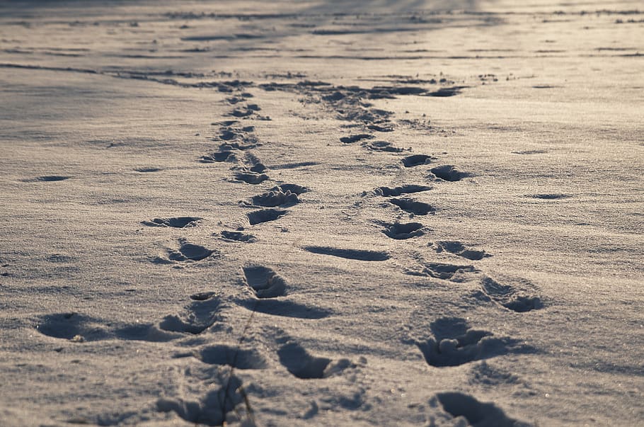winter, traces, wandering, evening, white, january, weather HD wallpaper
