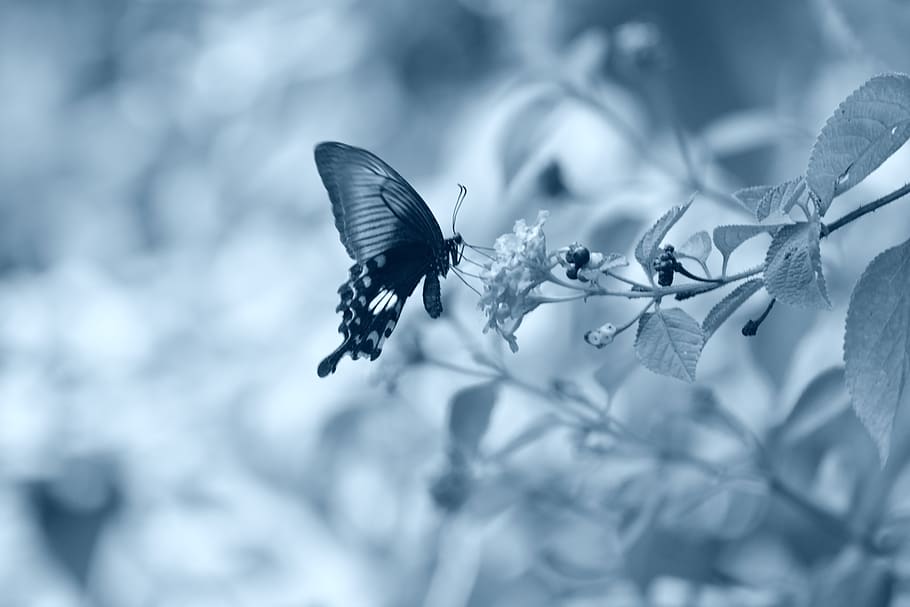 india, goa, one animal, beauty in nature, plant, animals in the wild HD wallpaper