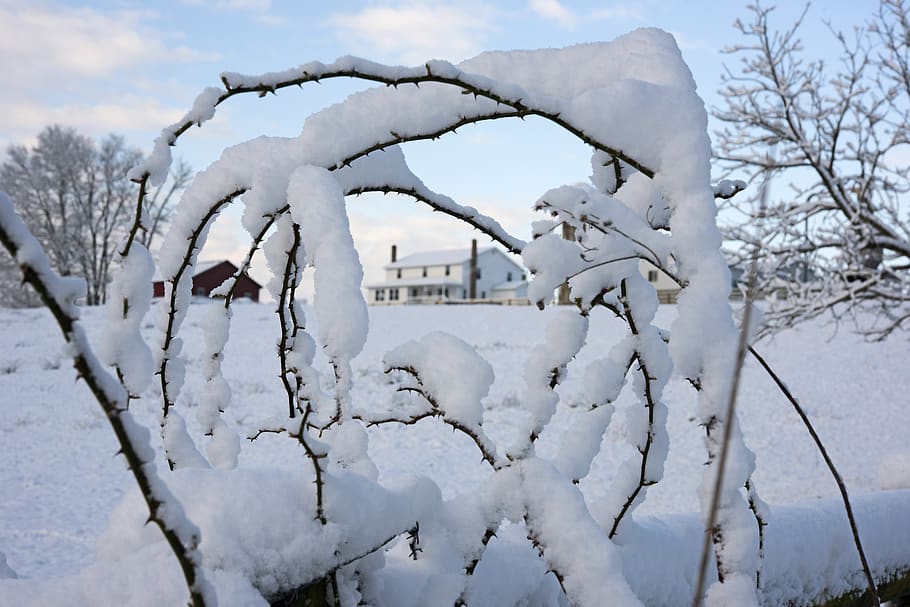 united states, dalton, cold temperature, winter, snow, white color HD wallpaper