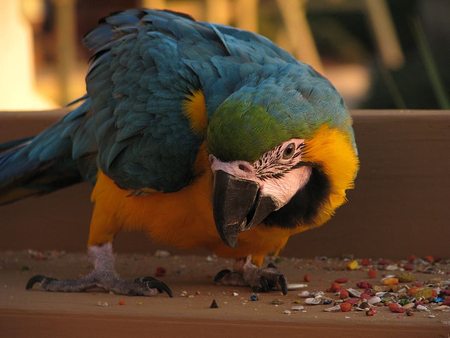 parrot, bird, feathers, macaw, animal, animal themes, vertebrate HD wallpaper