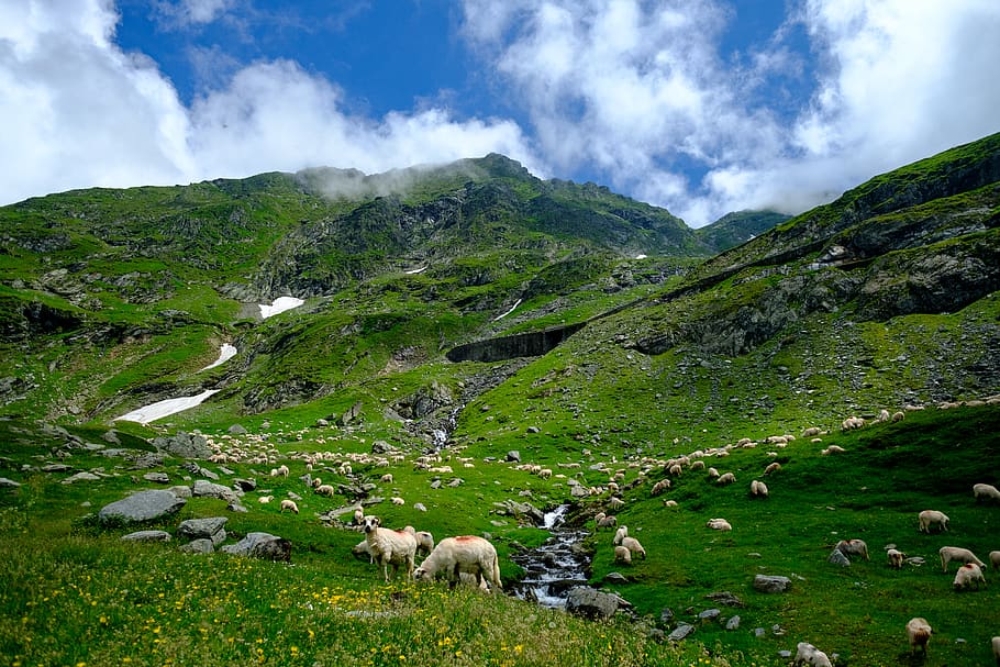 landscape, sheep, mountain range, mountain ridge, stream, snow HD wallpaper
