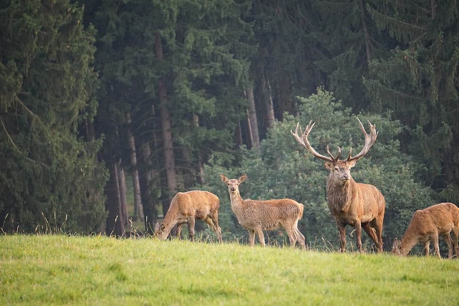 germany, deensen, schorborn, deer, trees, stag, forest, wild HD wallpaper
