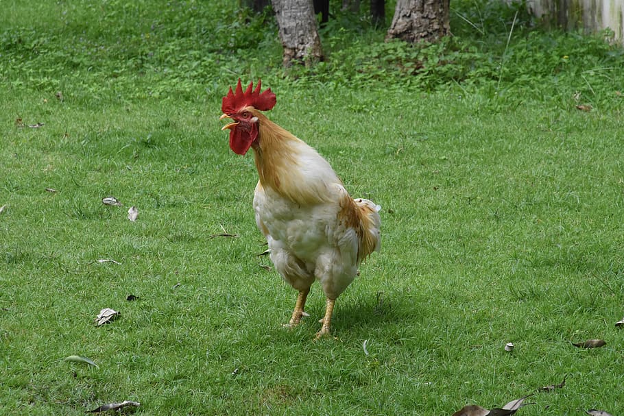 white chicken, animal themes, mammal, grass, plant, domestic animals HD wallpaper