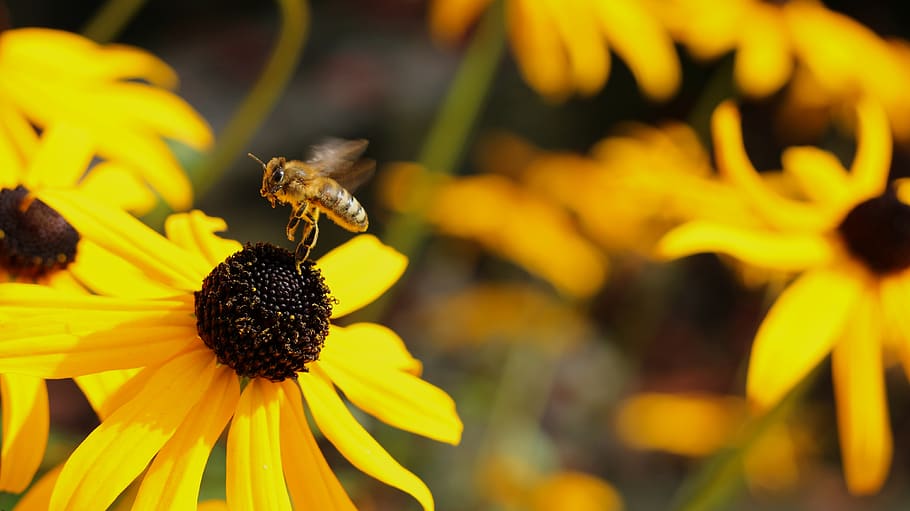 flower, flowering plant, fragility, freshness, vulnerability HD wallpaper