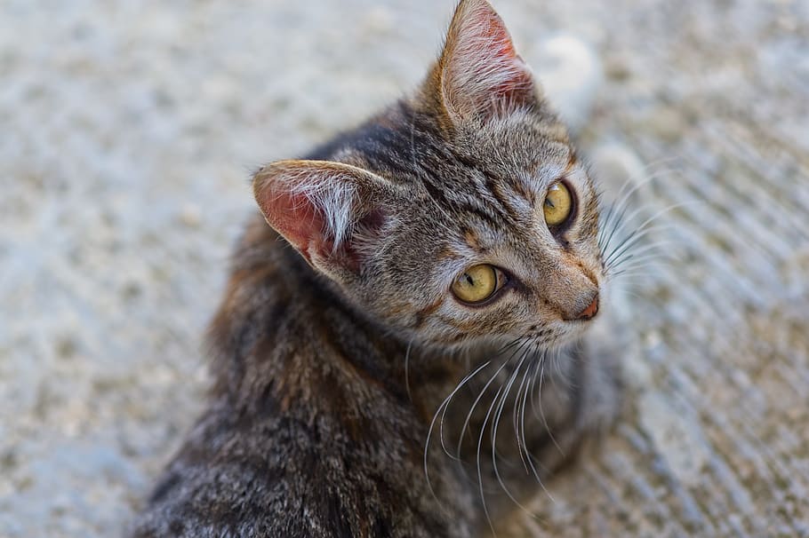 cat, pet, look, kitten, feline, animal, head, face, domestic HD wallpaper