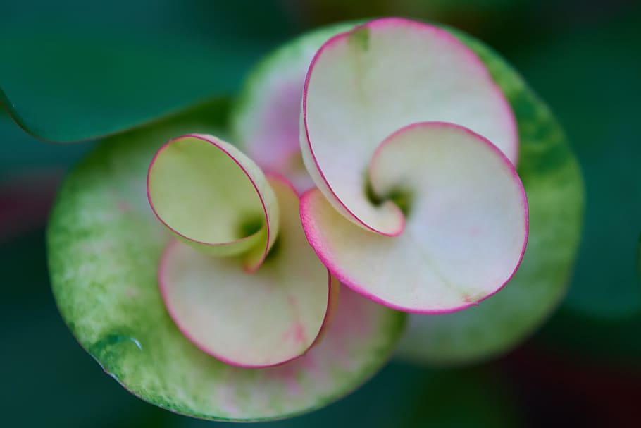 Shallow Focus Photography of Pink and White Flower, bloom, blooming HD wallpaper